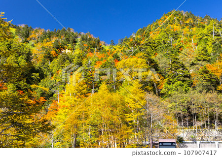 Kinsei通行證秋葉 Kinsei通行證秋葉 107907417