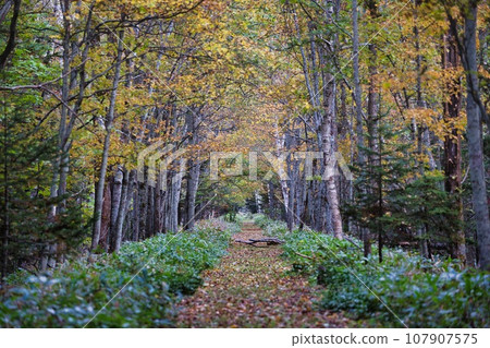 Footpath near Taushubetsu Observation Deck with autumn leaves Footpath near Taushubetsu Observation Deck with autumn leaves 107907575