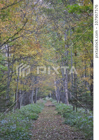 Footpath near Taushubetsu Observation Deck with autumn leaves 107907576