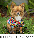 Male long coat chihuahua pup posing 107907877