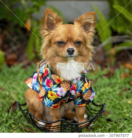 Male long coat chihuahua pup posing 107907877