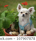 Female long coat chihuahua pup posing 107907878