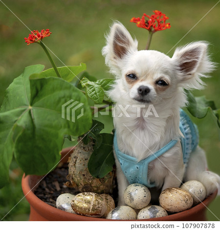 Female long coat chihuahua pup posing 107907878