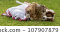 Girl wrestling with a border collie dog 107907879