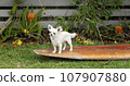 Female long coat chihuahua pup posing on a surfboard 107907880