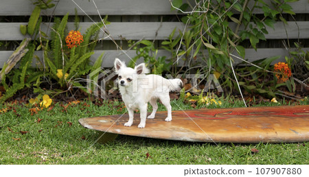 Female long coat chihuahua pup posing on a surfboard 107907880