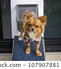 Male long coat chihuahua pup at doggy door 107907881