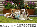 Male border collie and brown chihuahua posing with female white chihuahua 107907882