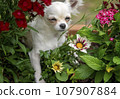 Female white chihuahua investigating the flower bed 107907884