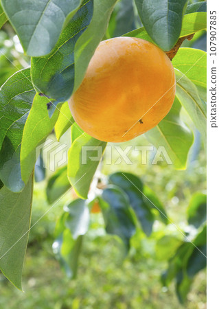 Persimmon fruit ripening in the orchard Tottori Prefecture Kiutaro Persimmon Persimmon fruit ripening in the orchard Tottori Prefecture Kiutaro Persimmon 107907885
