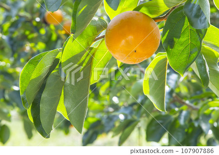 Persimmon fruit ripening in the orchard Tottori Prefecture Kiutaro Persimmon Persimmon fruit ripening in the orchard Tottori Prefecture Kiutaro Persimmon 107907886