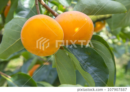 Persimmon fruit ripening in the orchard Tottori Prefecture Kiutaro Persimmon Persimmon fruit ripening in the orchard Tottori Prefecture Kiutaro Persimmon 107907887