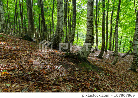 Autumn leaves of beech forest Autumn leaves of beech forest 107907969