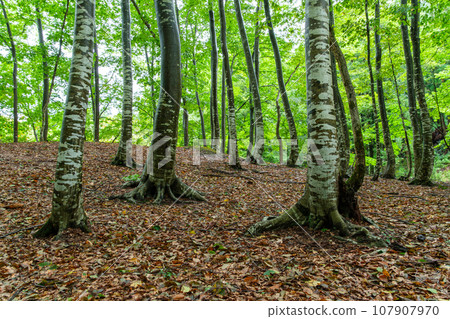 Beech autumn leaves Beech autumn leaves 107907970