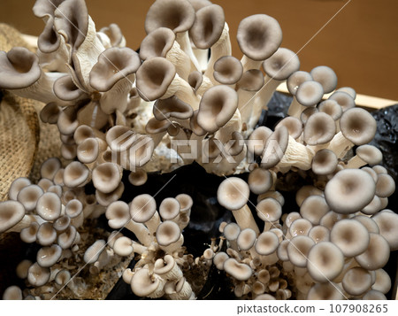 Cultivation of oyster mushrooms 107908265