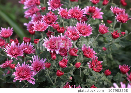 當然(茂菊) 當然(茂菊) 107908268