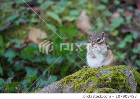 Chipmunk with a cute clear face Chipmunk with a cute clear face 107908458