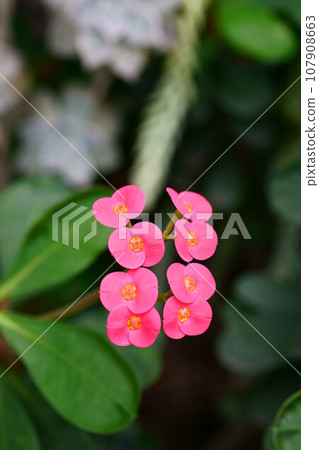 第5106章 107908663