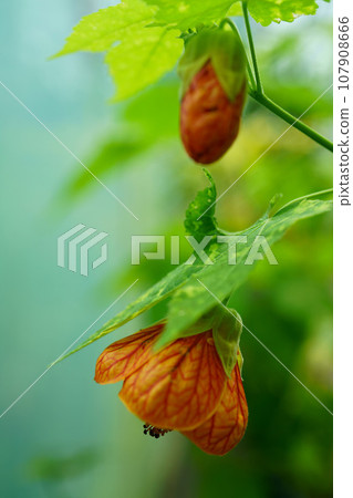 5103 Abutilon 5103 Abutilon 107908666