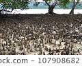 mangrove 107908682