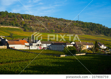View of famous vineyards near Saint-Aubin View of famous vineyards near Saint-Aubin 107908759
