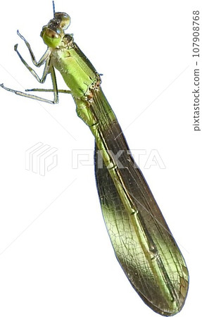 Asian damselfly female 107908768