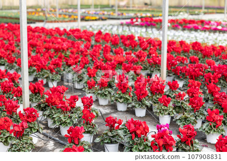 Rows of flowering cyclamen in pots 107908831