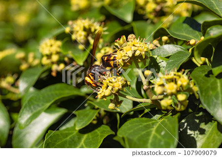 黃蜂近距離參觀常春藤花 黃蜂近距離參觀常春藤花 107909079