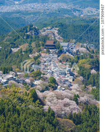Nara_Spectacular scenery of Yoshino's Kamisenbonzakura 107909487