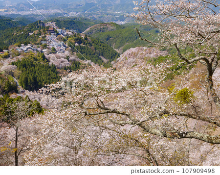 奈良_吉野上船文櫻的絕景 107909498