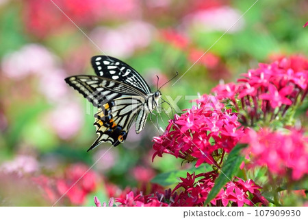 Butterfly butterfly and pentas flower 107909930