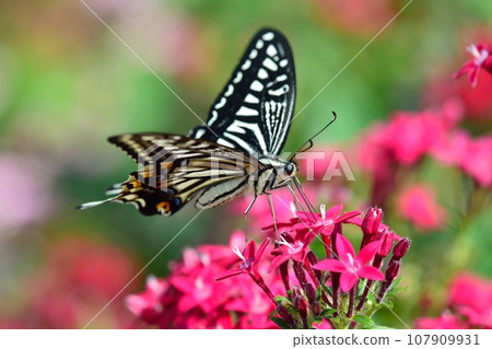 Butterfly butterfly and pentas flower 107909931