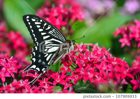 蝴蝶蝴蝶和五花 107909933