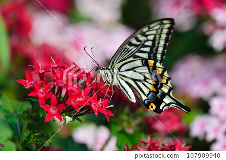 Butterfly butterfly and pentas flower Butterfly butterfly and pentas flower 107909940