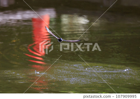 當天氣變暖時，燕子會在人類居住區附近的屋簷下築巢並撫養幼崽。 107909995