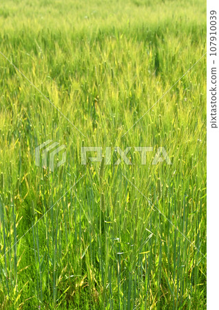 植物:小麥,禾本科,群馬縣館林市 植物:小麥,禾本科,群馬縣館林市 107910039