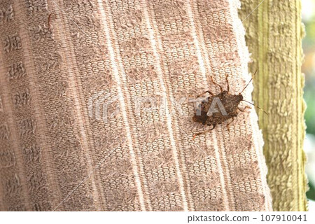 Stink bugs on laundry hung outside to dry 107910041