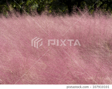 bright pink muhlenbergia capillaris 107910101
