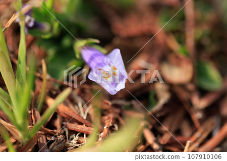 Mazus pumilus,總是長著綠色的葉子,因果實爆炸而得名 Mazus pumilus,總是長著綠色的葉子,因果實爆炸而得名 107910106