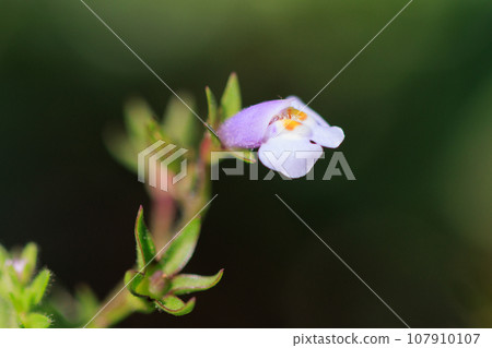 Mazus pumilus,總是長著綠色的葉子,因果實爆炸而得名 Mazus pumilus,總是長著綠色的葉子,因果實爆炸而得名 107910107