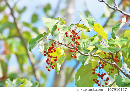 Red iris fruit (autumn, October) 107910117