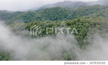 Mist on tropical rainforest mountain, Tropical forests can increase humidity in air and absorb carbon dioxide from the atmosphere through photosynthesis, and store carbon in tree trunks, branches. Mist on tropical rainforest mountain, Tropical forests can increase humidity in air and absorb carbon dioxide from the atmosphere through photosynthesis, and store carbon in tree trunks, branches. 107910193
