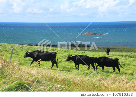 宗谷岬農場/宗谷岬（北海道稚內市） 107910338