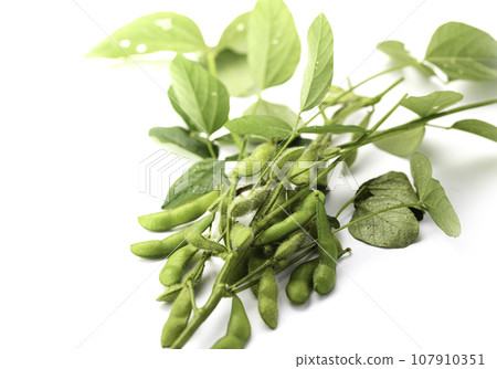毛豆與樹枝 作為酒精的伴奏(酒精的零食圖像) 鹽煮毛豆 毛豆白色背景 毛豆與樹枝 作為酒精的伴奏(酒精的零食圖像) 鹽煮毛豆 毛豆白色背景 107910351