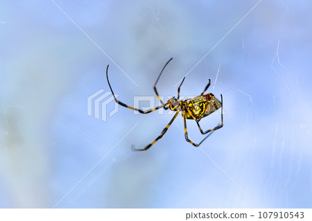 喬魯蜘蛛正在織蜘蛛網 107910543