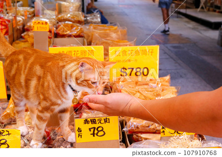A cat stands guard over the swim bladder (fish glue) of high-quality fish ingredients sold at a high-end dry goods store in West Tokusuke, Hong Kong. A cat stands guard over the swim bladder (fish glue) of high-quality fish ingredients sold at a high-end dry goods store in West Tokusuke, Hong Kong. 107910768