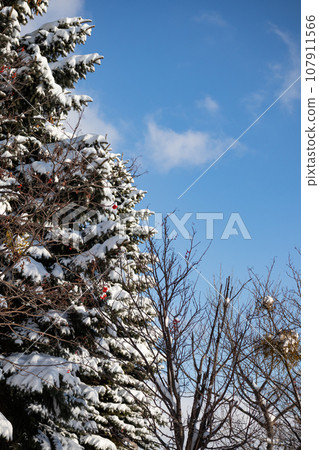 Snow covered trees against the blue sky Snow covered trees against the blue sky 107911566