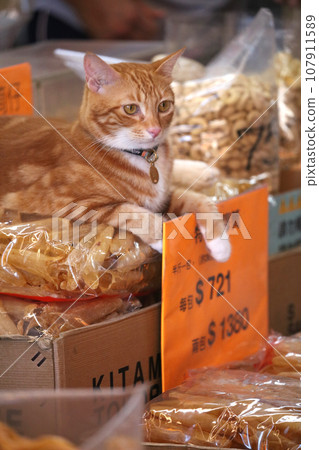 A cat stands guard over the swim bladder (fish glue) of high-quality fish ingredients sold at a high-end dry goods store in West Tokusuke, Hong Kong. A cat stands guard over the swim bladder (fish glue) of high-quality fish ingredients sold at a high-end dry goods store in West Tokusuke, Hong Kong. 107911589