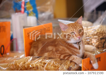 A cat stands guard over the swim bladder (fish glue) of high-quality fish ingredients sold at a high-end dry goods store in West Tokusuke, Hong Kong. A cat stands guard over the swim bladder (fish glue) of high-quality fish ingredients sold at a high-end dry goods store in West Tokusuke, Hong Kong. 107911590