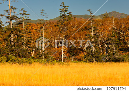 沼澤地的秋葉 107911794